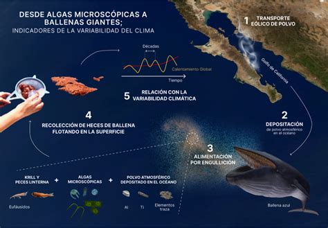 Una ballena 2025 new